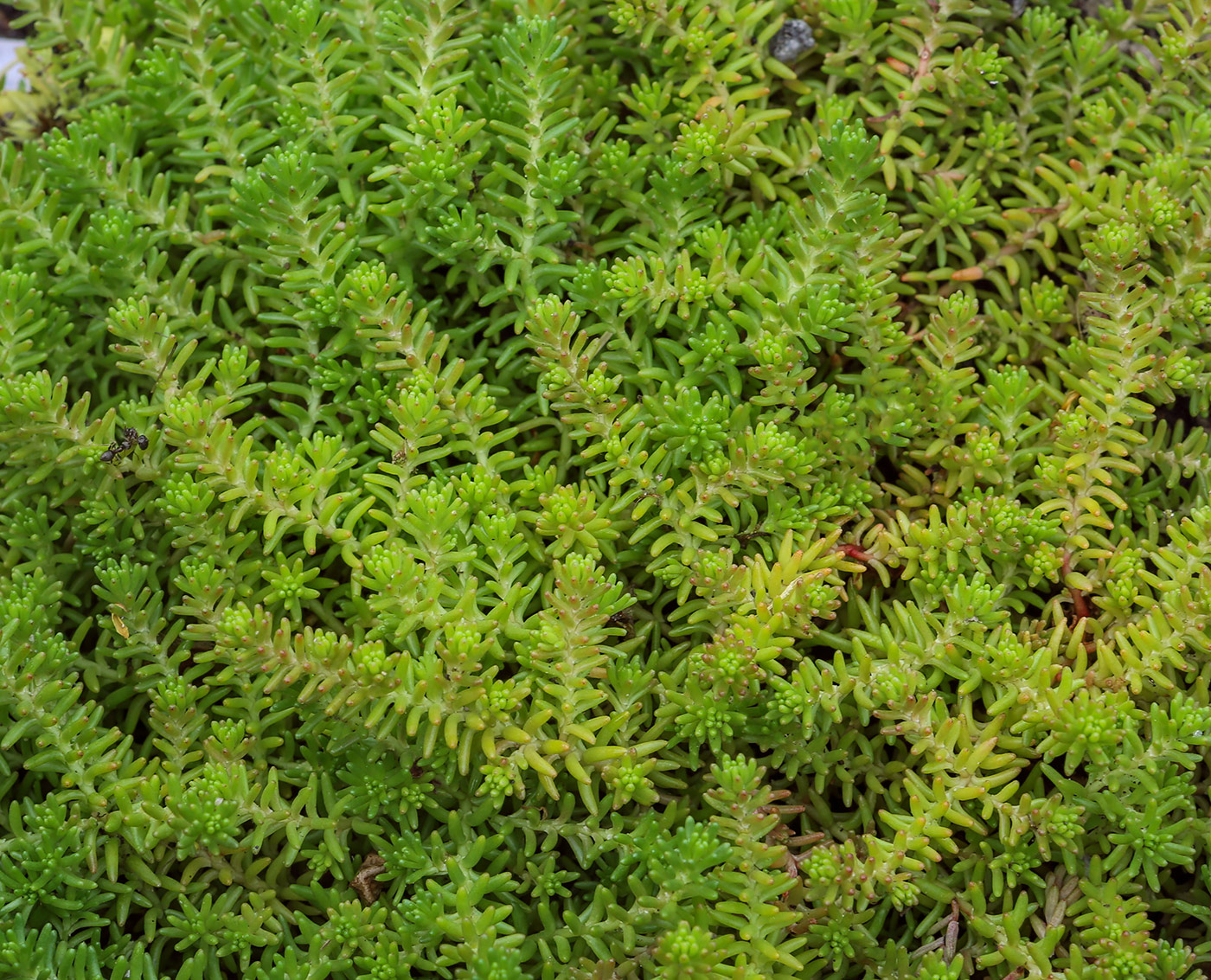 Image of Sedum sexangulare specimen.