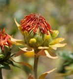 Carthamus tinctorius