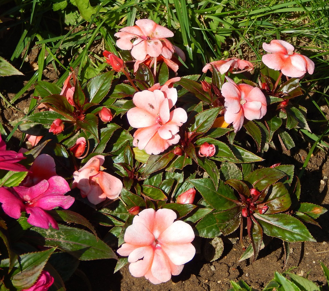 Image of Impatiens hawkeri specimen.