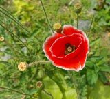 Papaver rhoeas