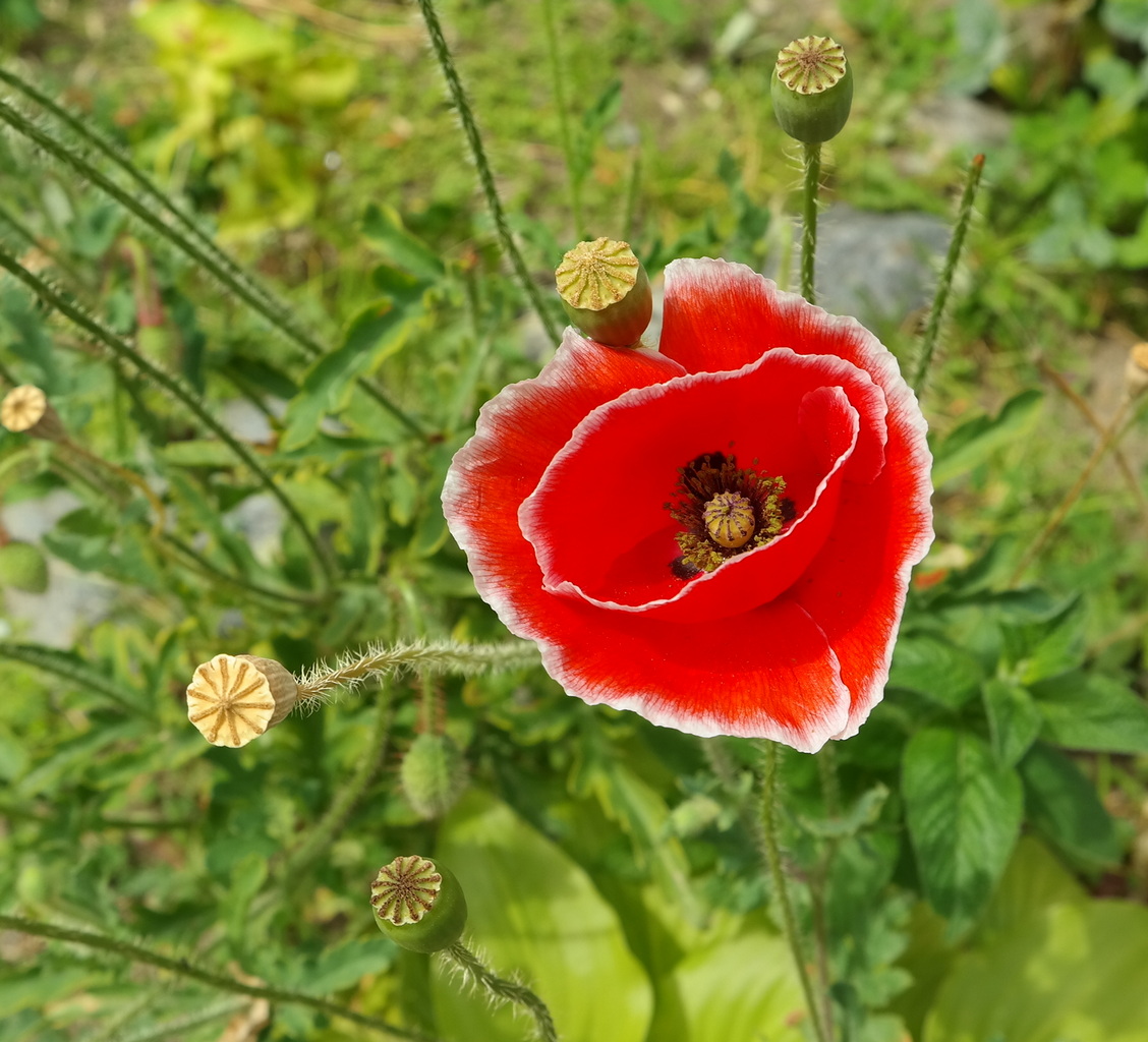 Изображение особи Papaver rhoeas.