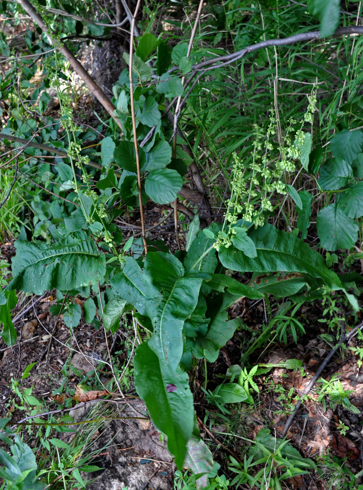 Изображение особи род Rumex.