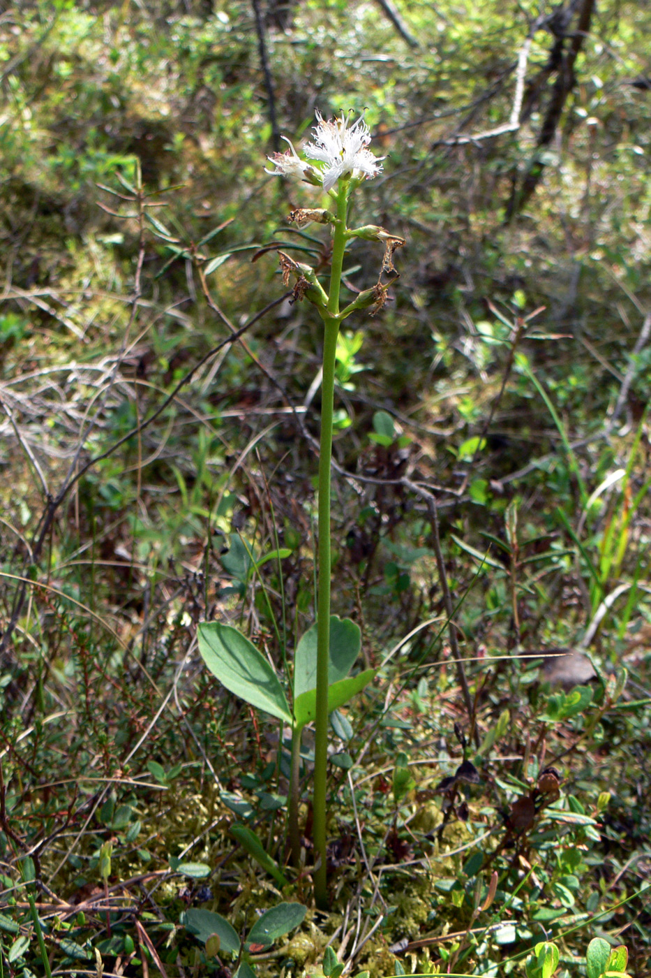 Image of Menyanthes trifoliata specimen.