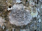 Lecanora chlarotera