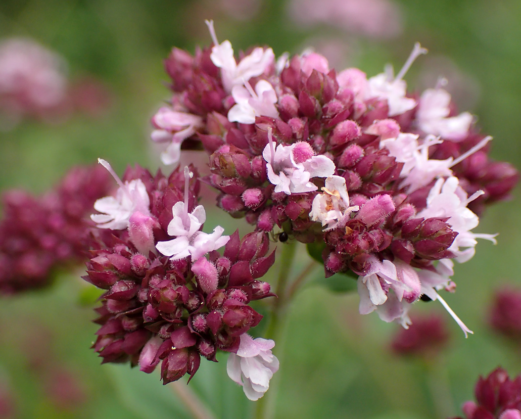 Image of Origanum vulgare specimen.