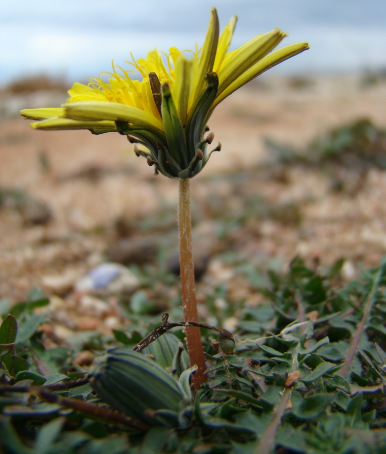 Image of Taraxacum hybernum specimen.