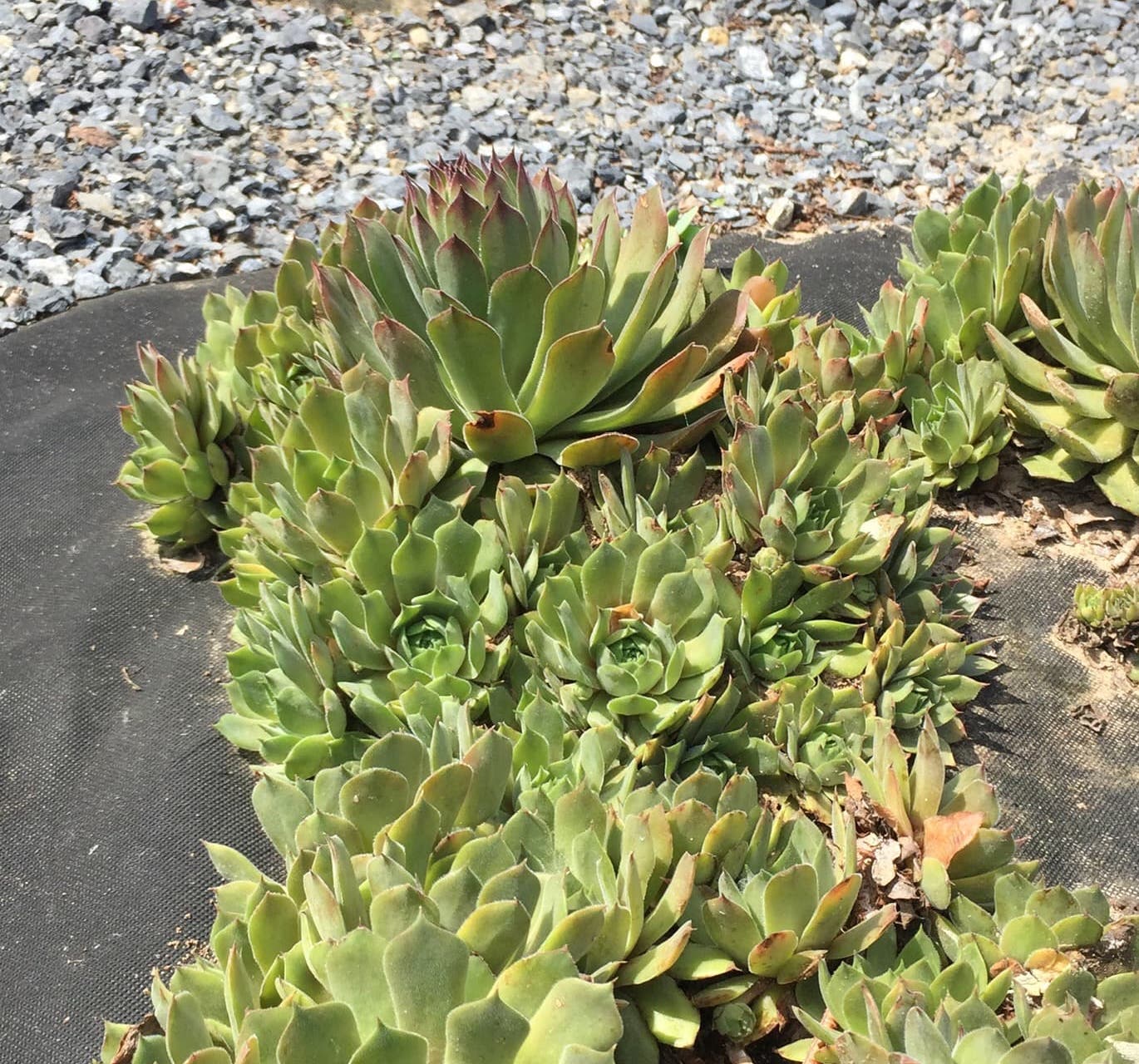 Image of Sempervivum tectorum specimen.