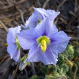 Solanum coquimbense