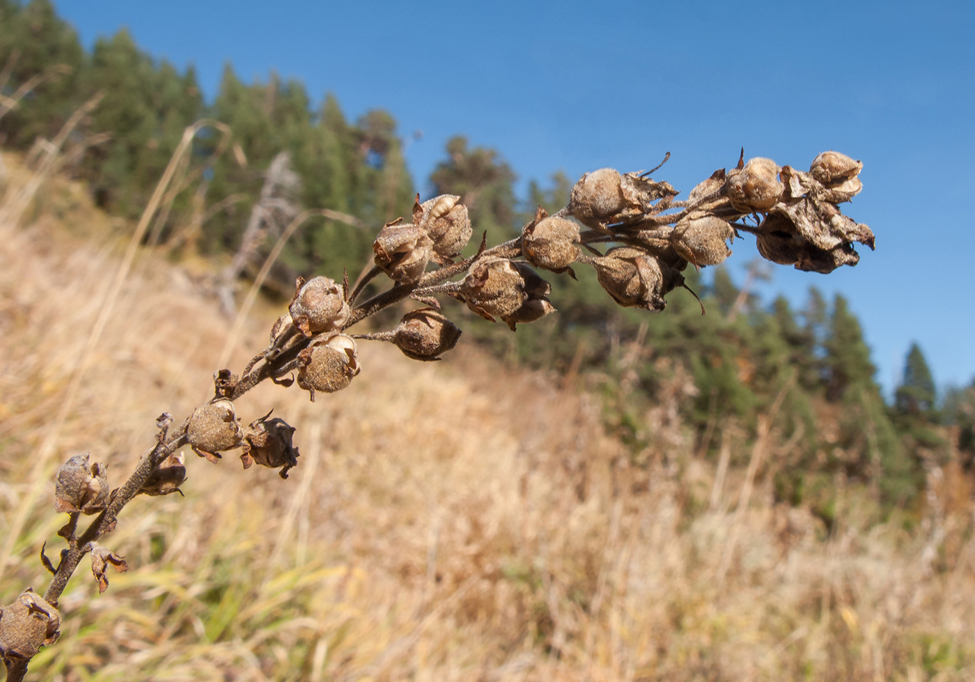 Image of Verbascum pyramidatum specimen.