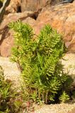 Crassula tetragona. Вегетирующее растение. США, Калифорния, Сан-Франциско, Golden Gate Park, в озеленении. 17.02.2017.