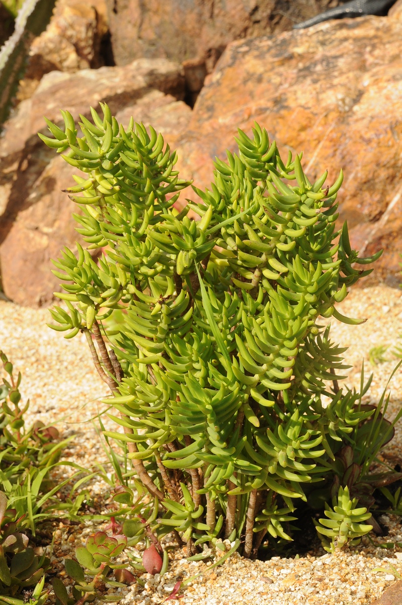 Image of Crassula tetragona specimen.
