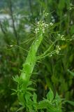 Arabis pendula