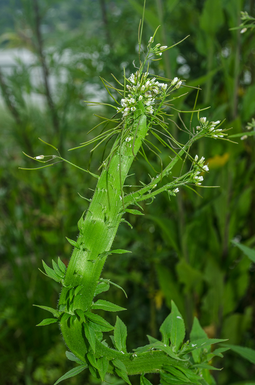 Image of Arabis pendula specimen.