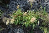 Patrinia sibirica