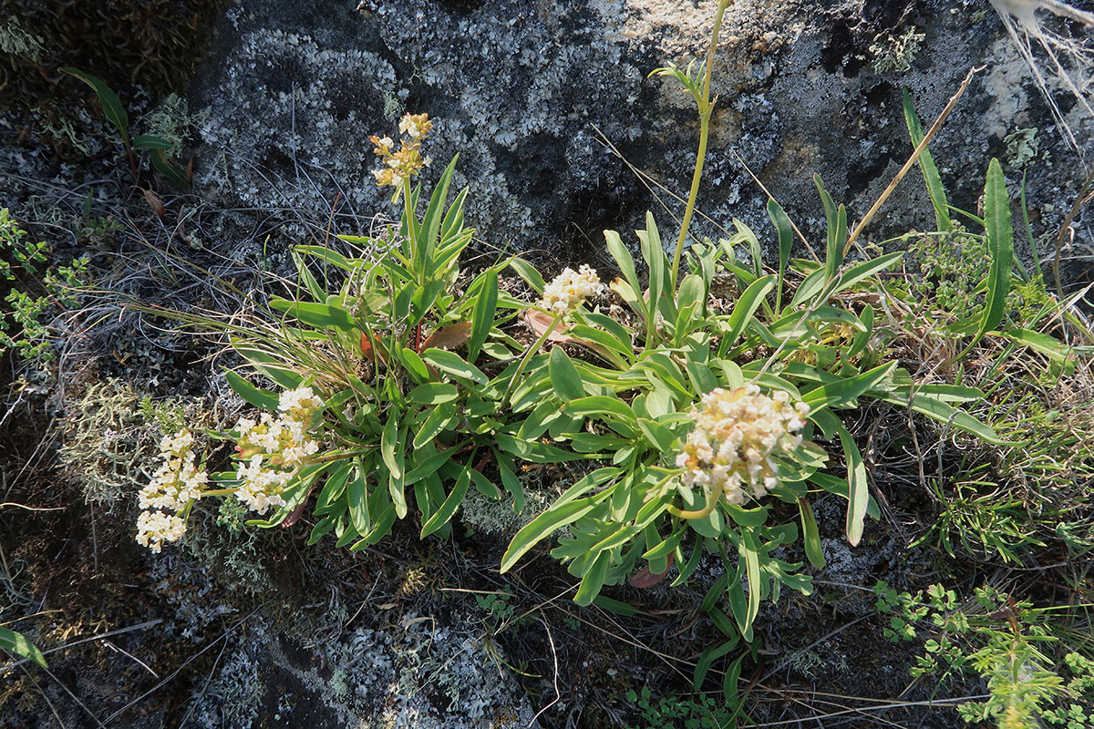 Image of Patrinia sibirica specimen.