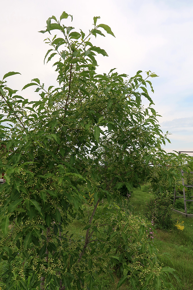 Изображение особи Euonymus maackii.