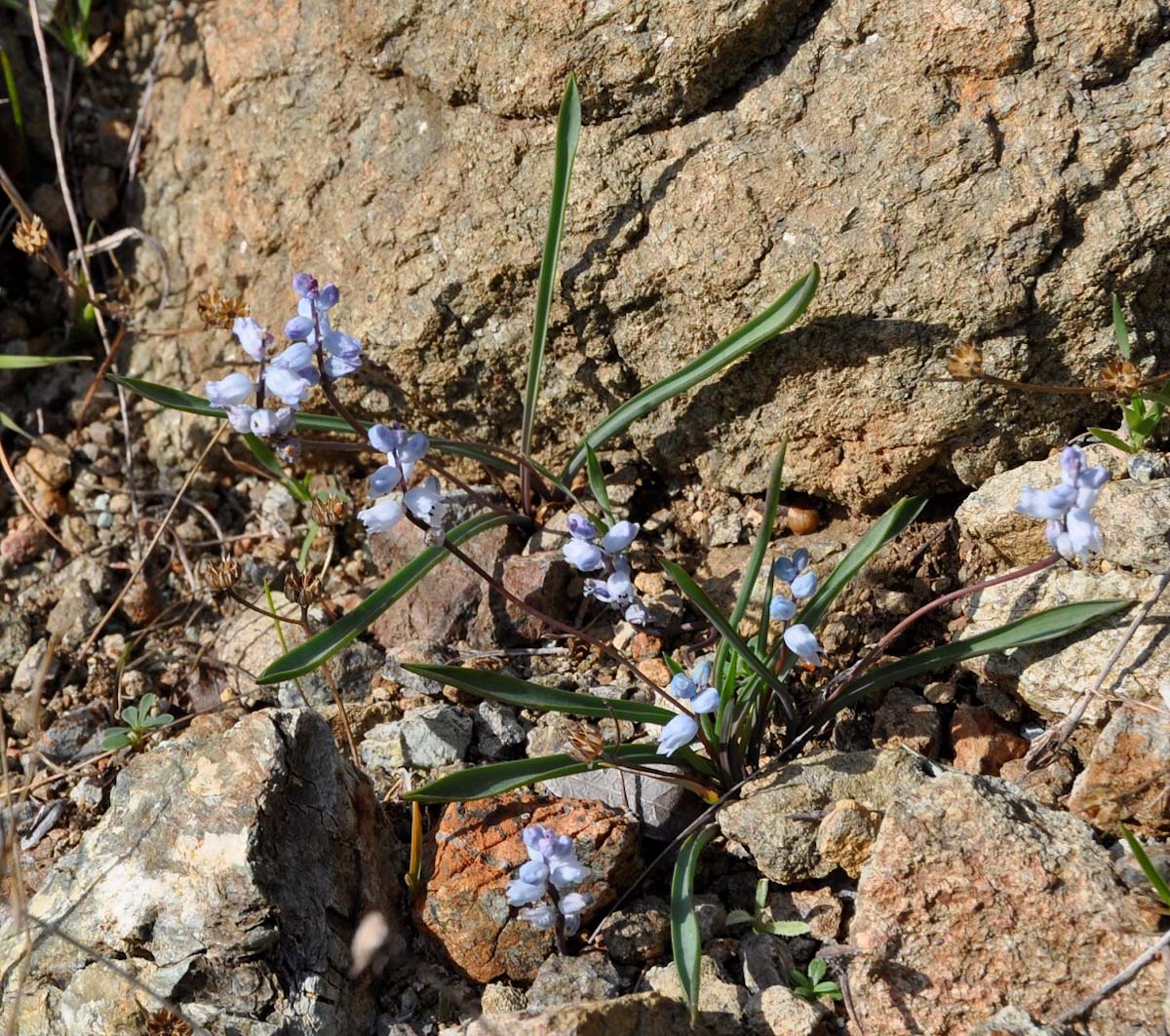 Image of Hyacinthella millingenii specimen.