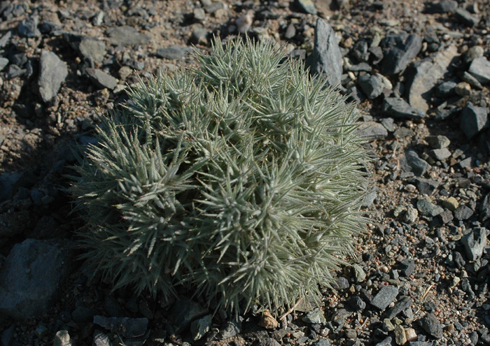 Изображение особи Ceratocarpus arenarius.