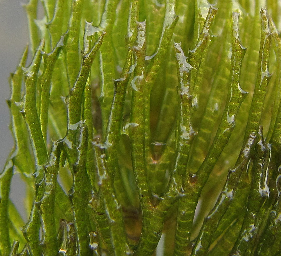 Image of Ceratophyllum demersum specimen.