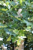 Platanus × acerifolia
