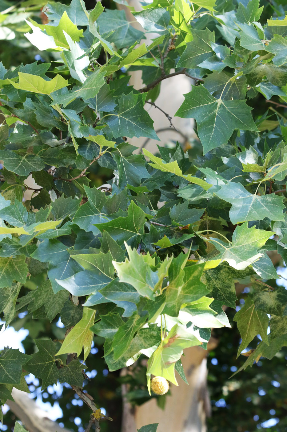 Image of Platanus &times; acerifolia specimen.