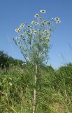 Tripleurospermum inodorum