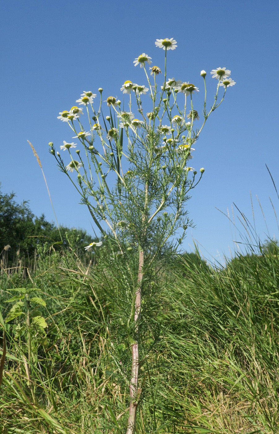 Изображение особи Tripleurospermum inodorum.