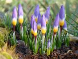 Crocus sieberi подвид sublimis. Цветущие растения (сорт 'Tricolor'). Краснодарский край, г. Усть-Лабинск, на приусадебном участке. 01.03.2020.