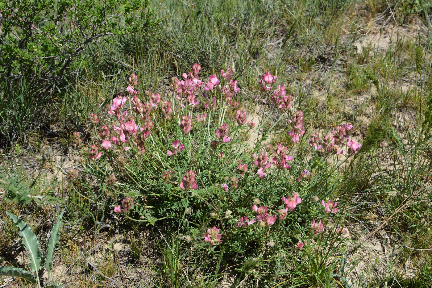 Изображение особи Hedysarum pallidiflorum.