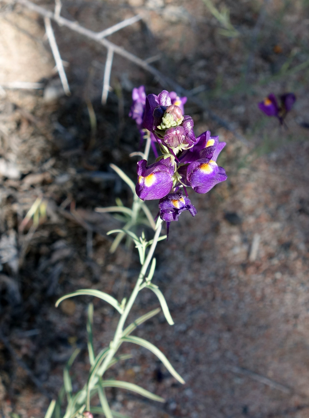 Image of Linaria transiliensis specimen.