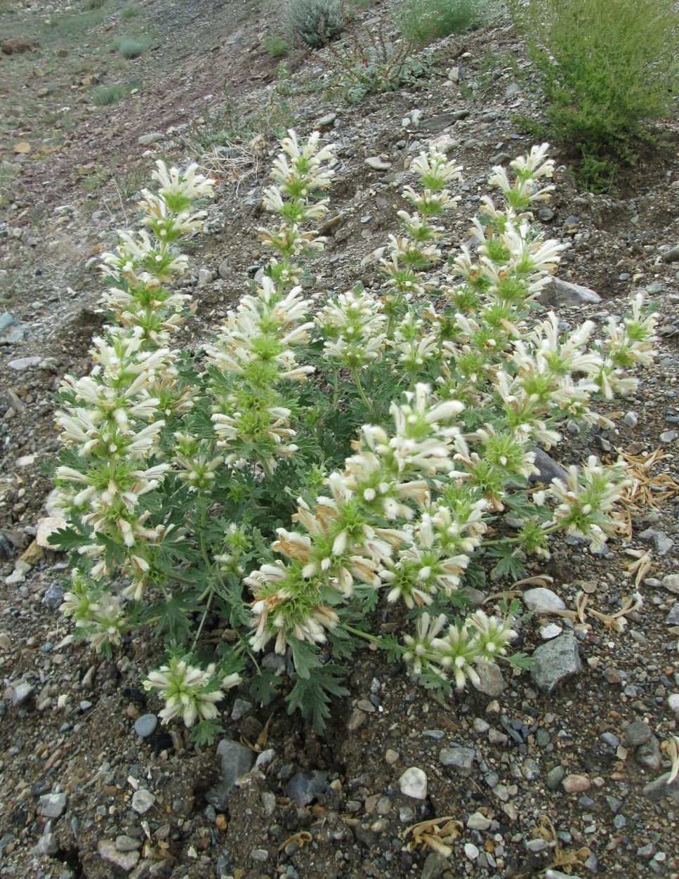 Image of Panzerina lanata specimen.