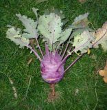 Brassica oleracea разновидность gongylodes. Выдернутое из земли растение в фазе товарной спелости. Тверская обл., Весьегонский р-н, с. Чистая Дуброва, в культуре. 12 августа 2019 г.