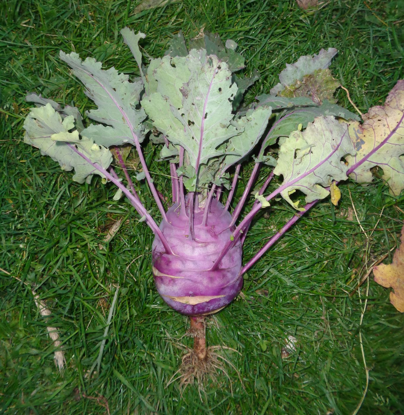 Изображение особи Brassica oleracea var. gongylodes.