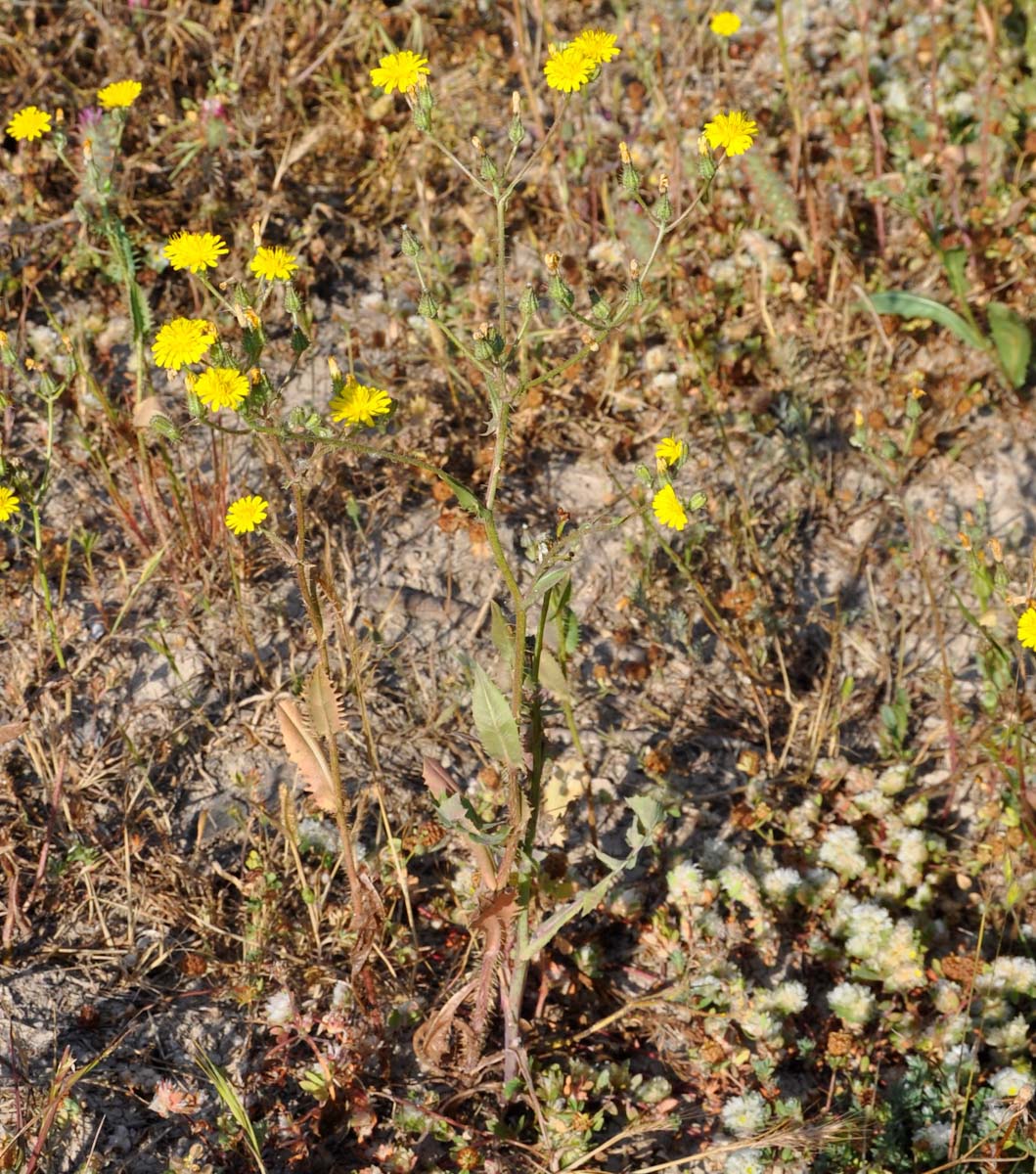 Image of Crepis aspera specimen.