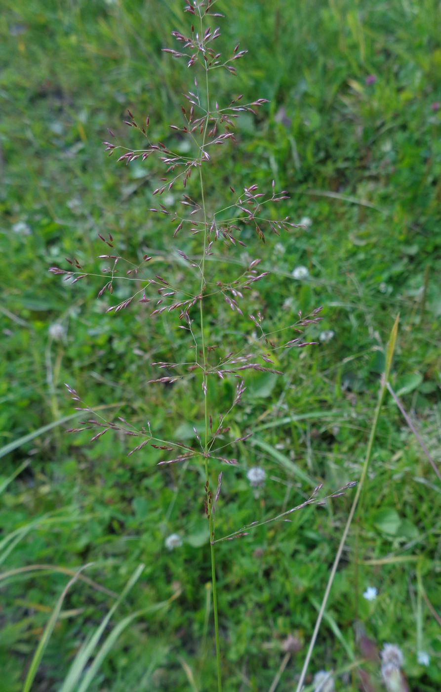 Изображение особи род Agrostis.