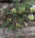 Astragalus resupinatus