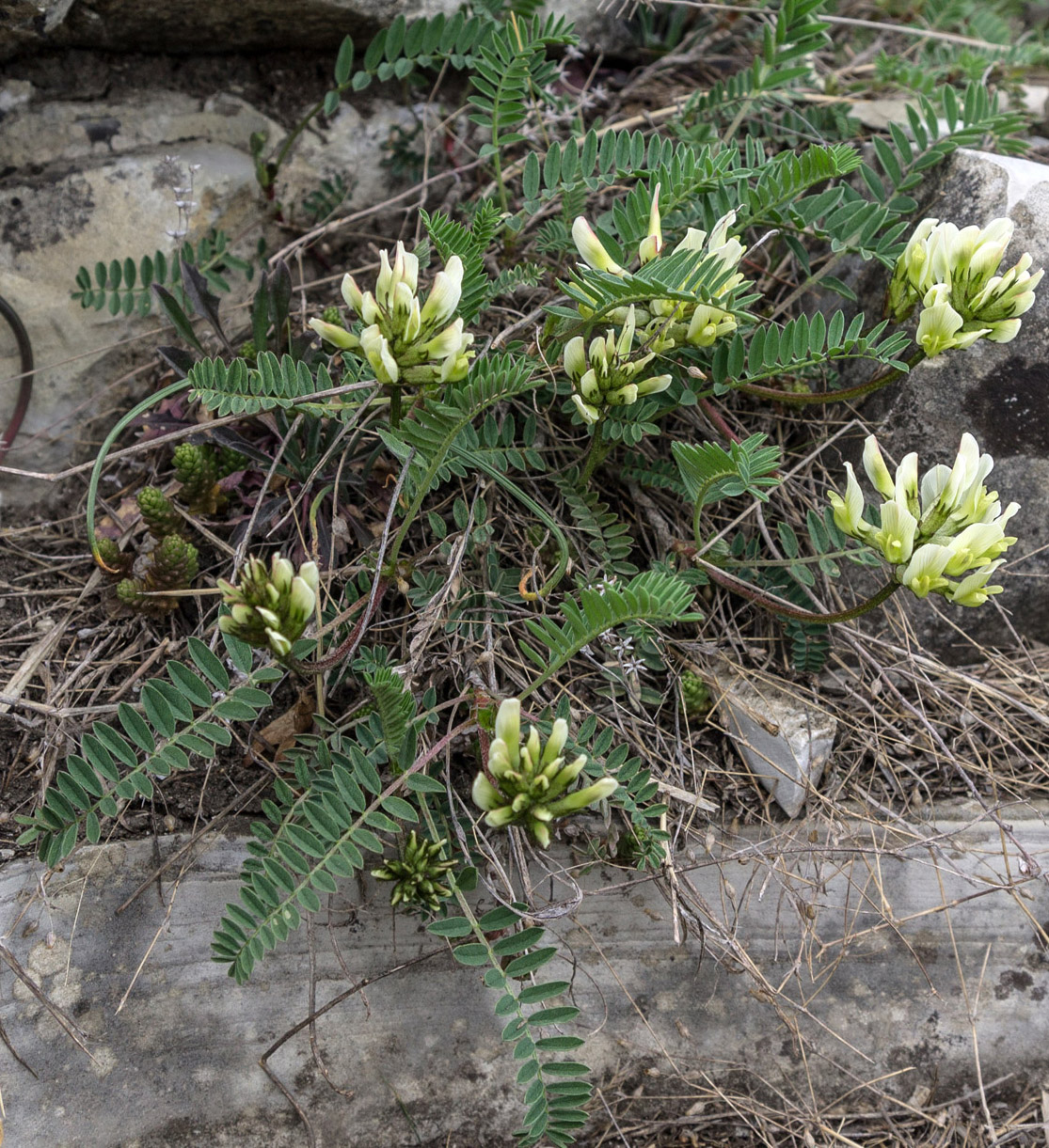 Изображение особи Astragalus resupinatus.