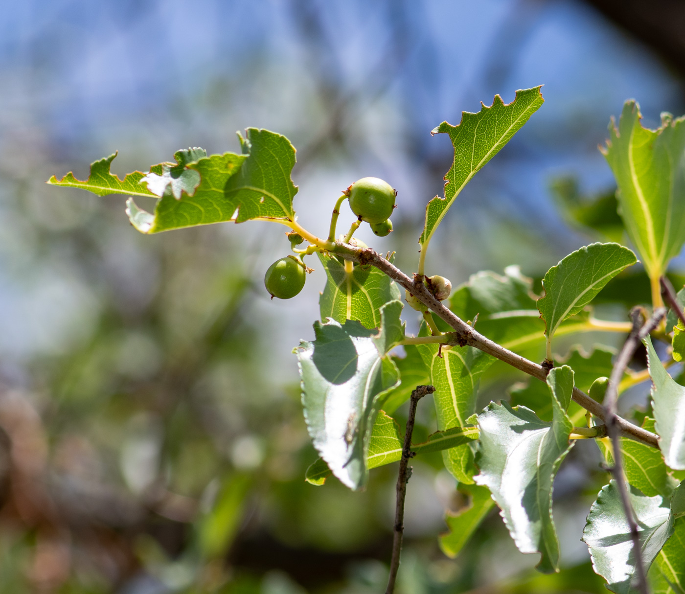 Изображение особи Ziziphus mucronata.