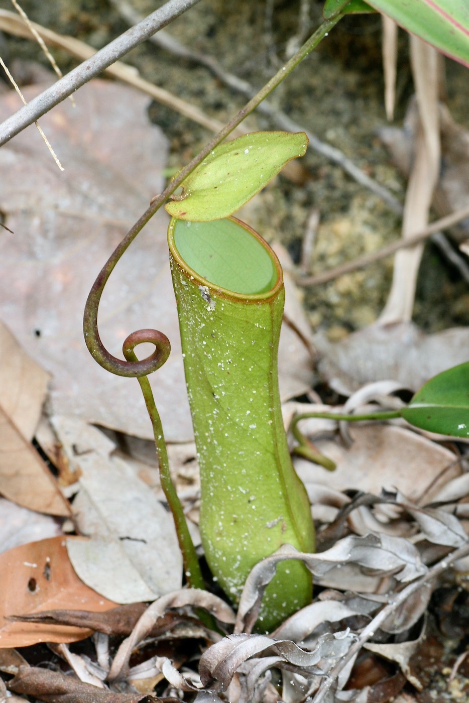 Image of Nepenthes gracilis specimen.