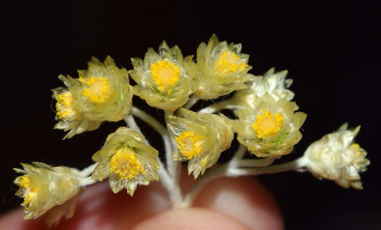 Image of familia Asteraceae specimen.