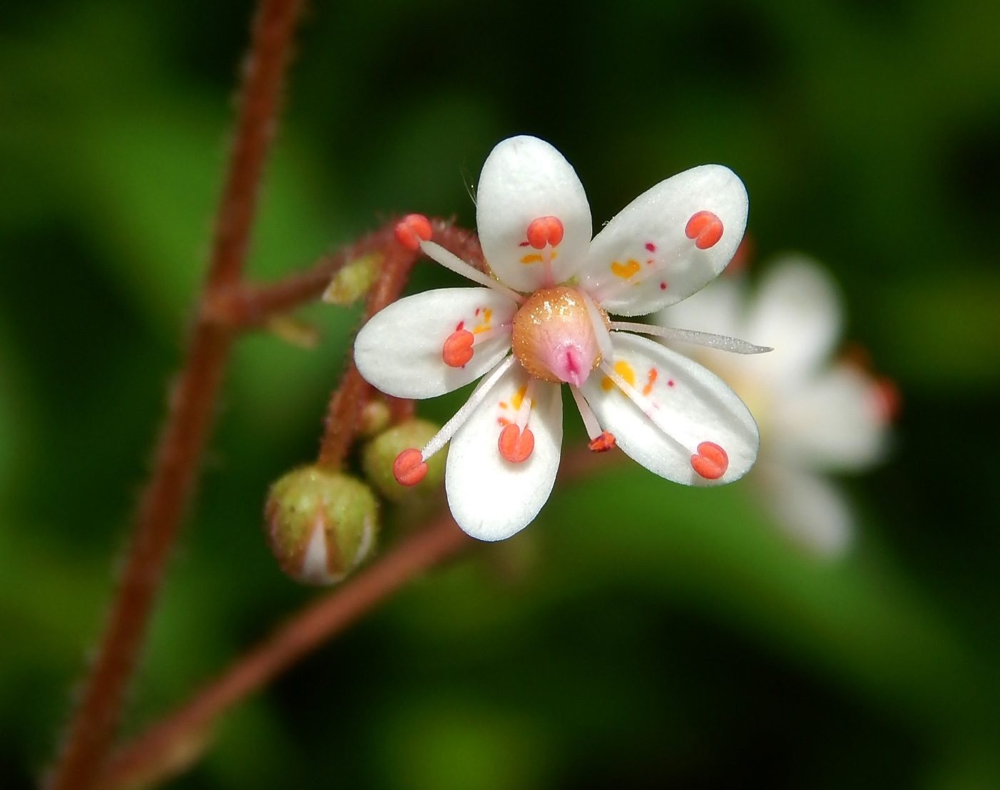 Image of Saxifraga umbrosa specimen.