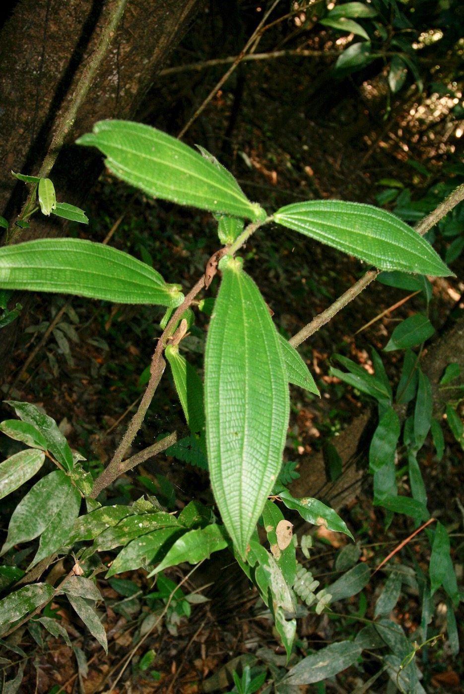 Image of Miconia tococapitata specimen.