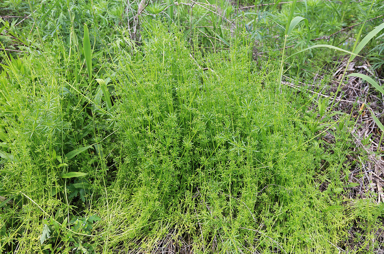 Image of Galium vaillantii specimen.