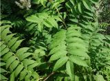 Sorbaria sorbifolia. Часть побега с листьями. Хабаровский край, окр. с. Галкино, берег озера. 22.07.2019.