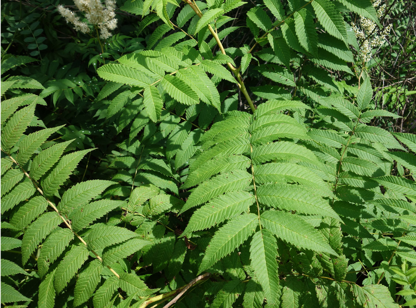 Image of Sorbaria sorbifolia specimen.