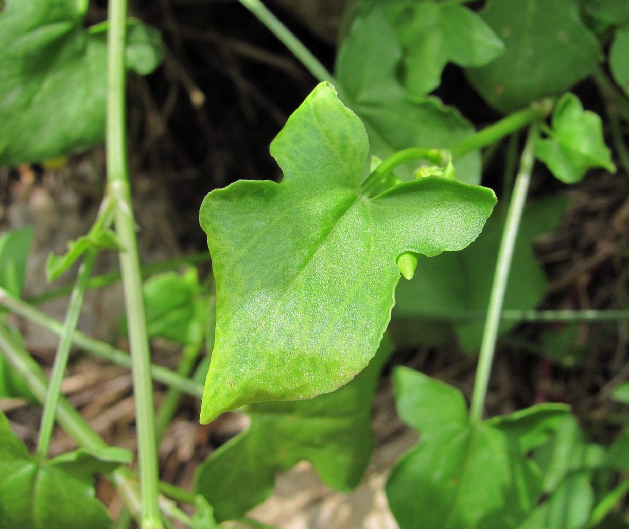 Image of Rumex hastifolius specimen.