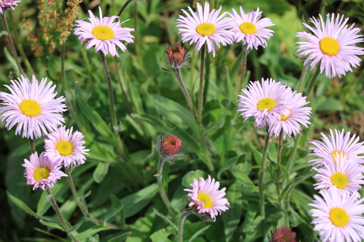 Image of Erigeron venustus specimen.