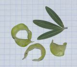 Ptycholobium biflorum