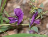 Otoptera burchellii