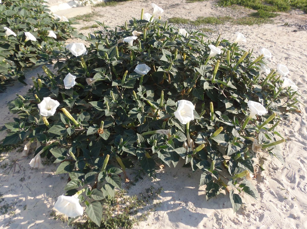 Image of Datura innoxia specimen.